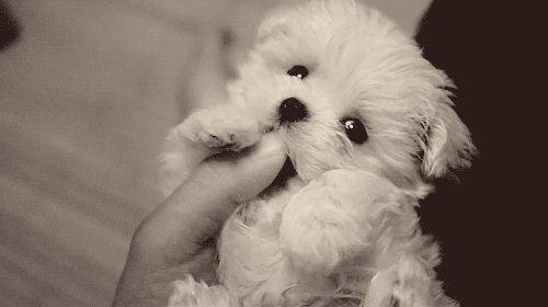 cutest-gif-ever-little-puppy.gif?w=580